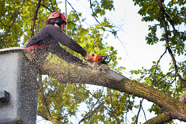 Best Tree Removal  in Scottville, MI